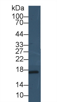 Polyclonal Antibody to Leptin (LEP)