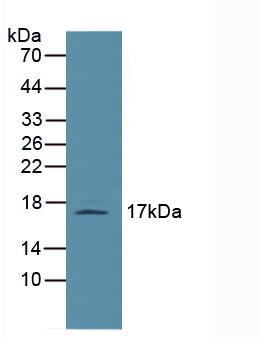 Polyclonal Antibody to Leptin (LEP)