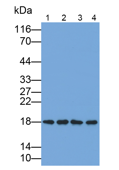 Polyclonal Antibody to Leptin (LEP)