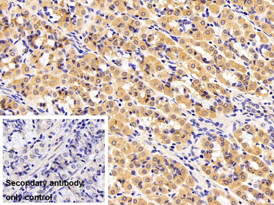 Polyclonal Antibody to Leptin (LEP)