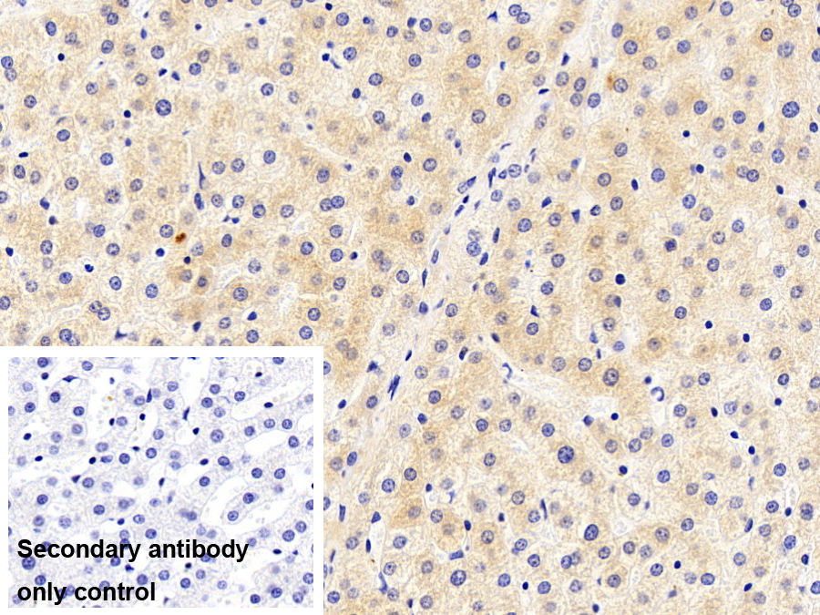 Polyclonal Antibody to Leptin (LEP)