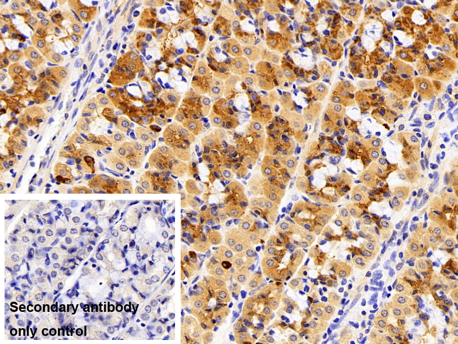 Polyclonal Antibody to Leptin (LEP)