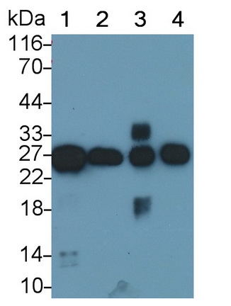 Polyclonal Antibody to Leptin (LEP)