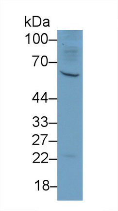 Polyclonal Antibody to Colony Stimulating Factor 1, Macrophage (MCSF)