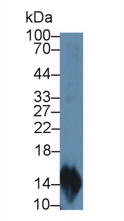 Polyclonal Antibody to Macrophage Inflammatory Protein 3 Alpha (MIP3a)