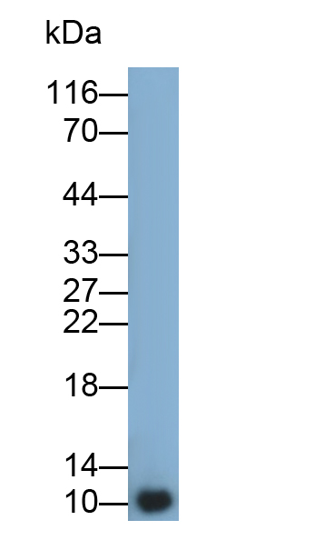 Polyclonal Antibody to Macrophage Inflammatory Protein 3 Alpha (MIP3a)