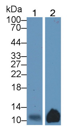 Polyclonal Antibody to Macrophage Inflammatory Protein 3 Beta (MIP3b)