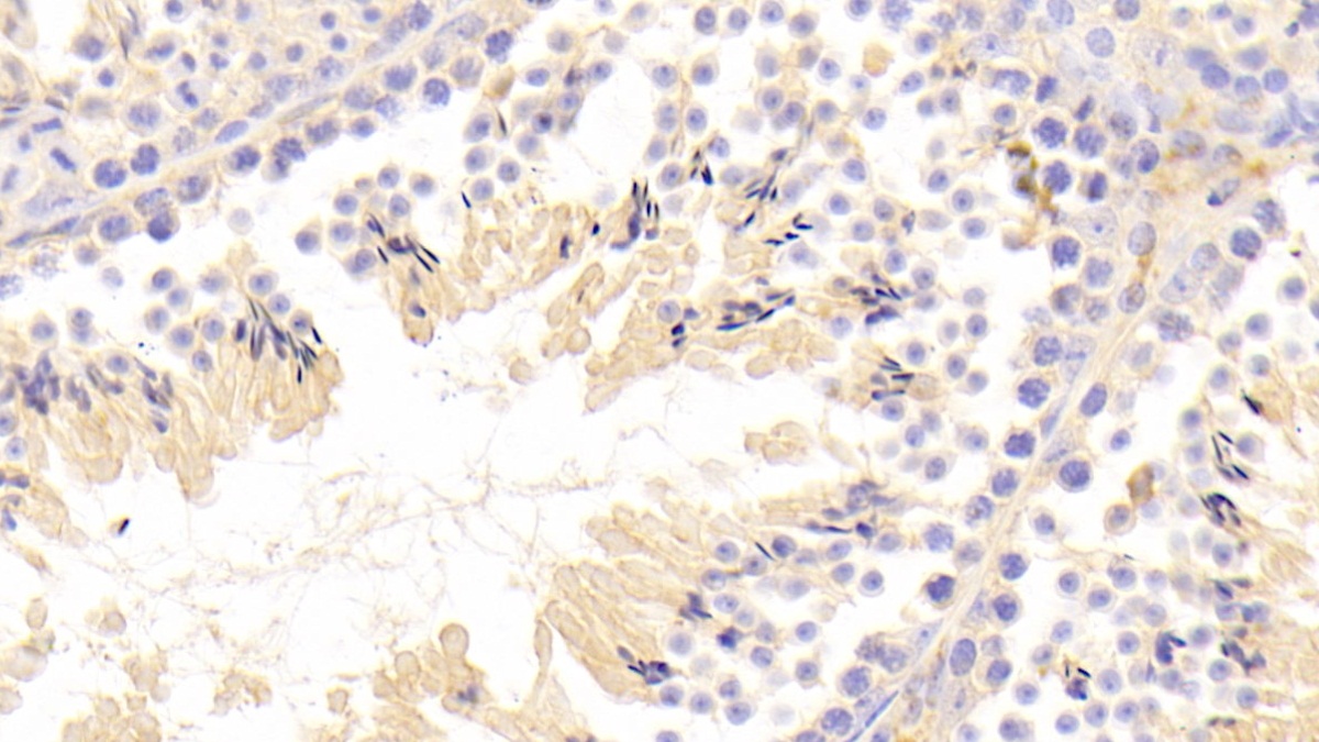 Polyclonal Antibody to Matrix Metalloproteinase 10 (MMP10)