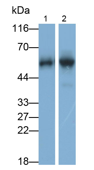 Polyclonal Antibody to Matrix Metalloproteinase 13 (MMP13)