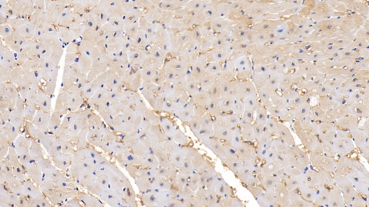 Polyclonal Antibody to Matrix Metalloproteinase 2 (MMP2)