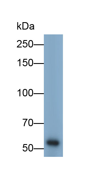 Polyclonal Antibody to Matrix Metalloproteinase 3 (MMP3)