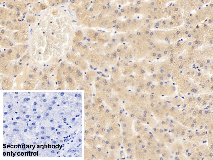 Polyclonal Antibody to Matrix Metalloproteinase 3 (MMP3)