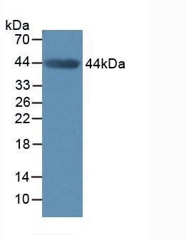 Polyclonal Antibody to Matrix Metalloproteinase 3 (MMP3)