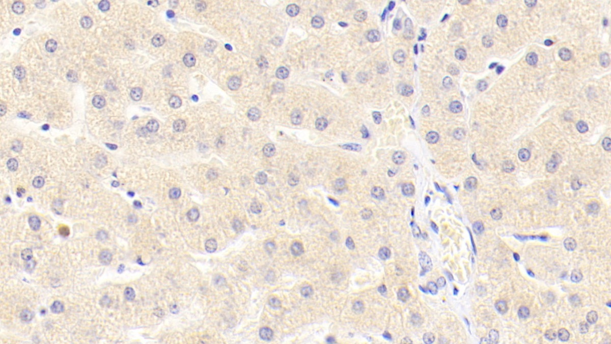 Polyclonal Antibody to Matrix Metalloproteinase 3 (MMP3)