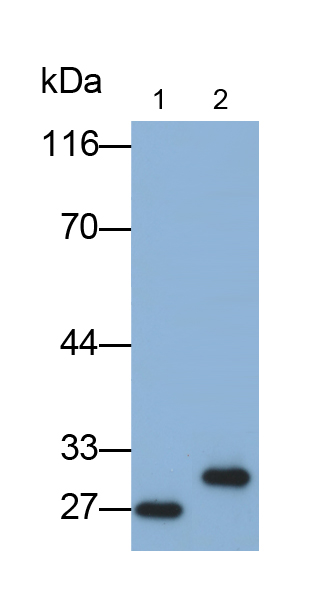 Polyclonal Antibody to Matrix Metalloproteinase 7 (MMP7)