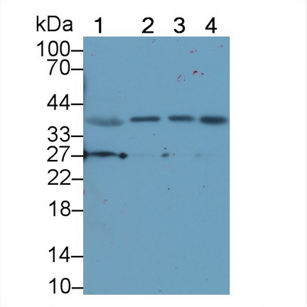 Polyclonal Antibody to Neurotrophin 4 (NT4)