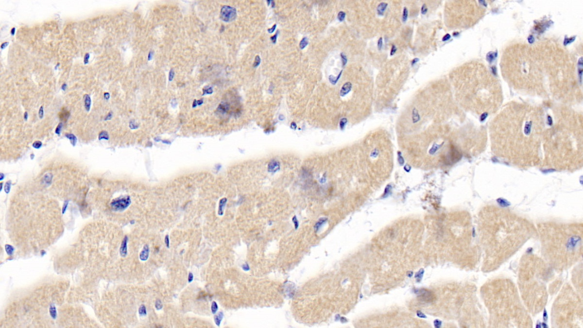 Polyclonal Antibody to Osteoprotegerin (OPG)