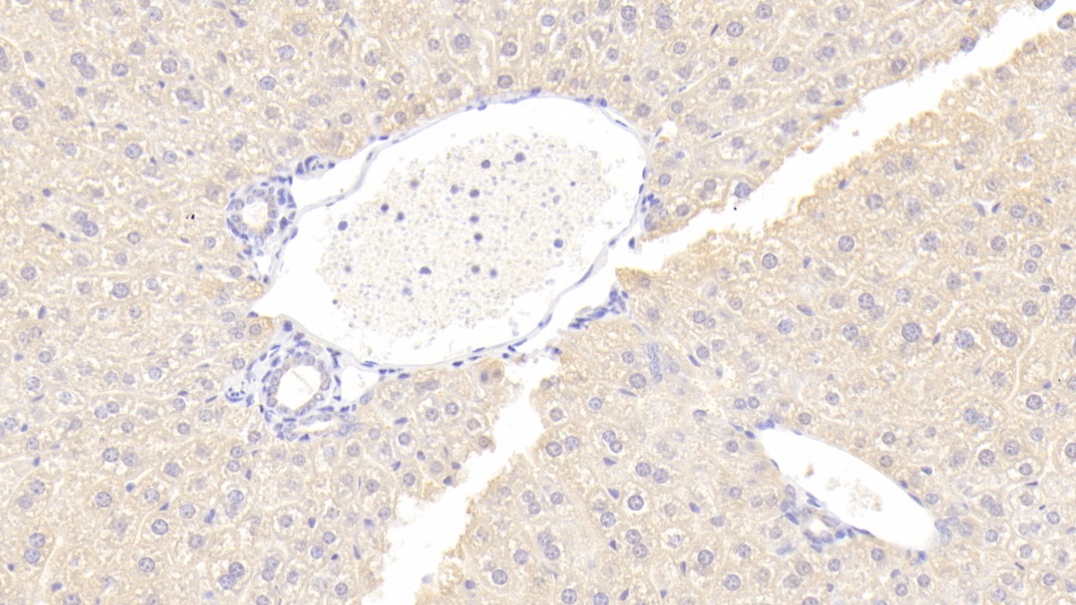 Polyclonal Antibody to Osteoprotegerin (OPG)