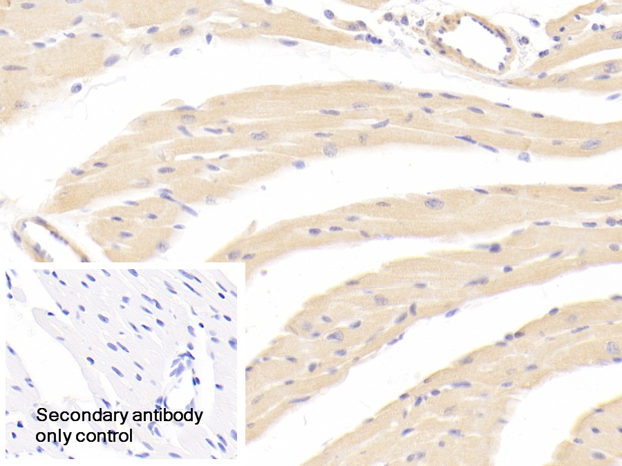 Polyclonal Antibody to Osteoprotegerin (OPG)