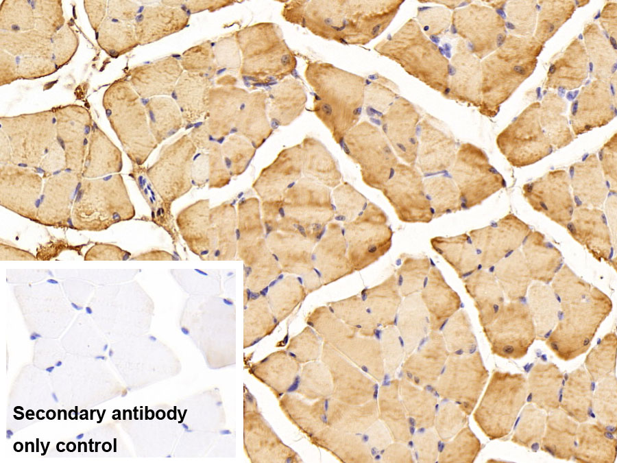 Polyclonal Antibody to Creatine Kinase, Muscle (CKM)