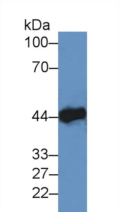 Polyclonal Antibody to Creatine Kinase, Muscle (CKM)