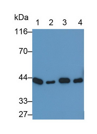 Polyclonal Antibody to Creatine Kinase, Muscle (CKM)