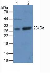 Polyclonal Antibody to Superoxide Dismutase 3, Extracellular (SOD3)