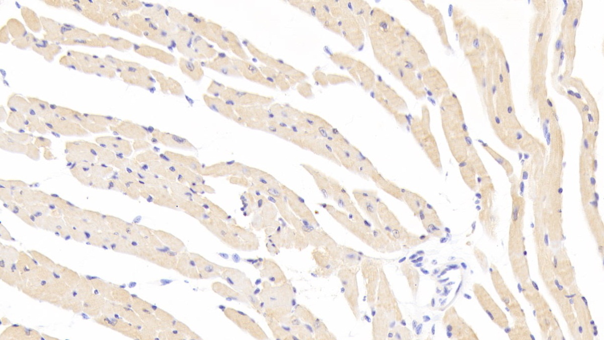 Polyclonal Antibody to Superoxide Dismutase 3, Extracellular (SOD3)