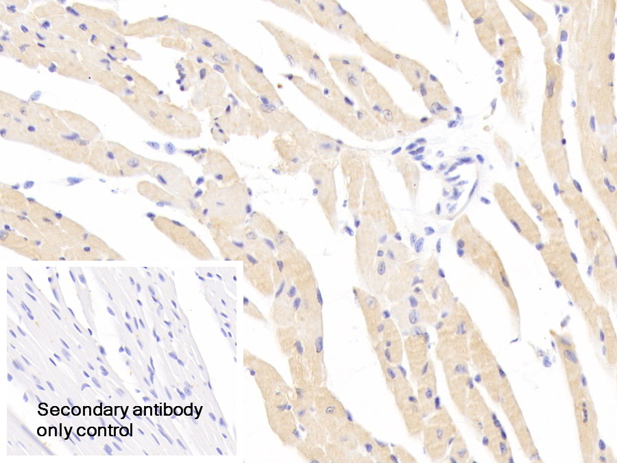 Polyclonal Antibody to Superoxide Dismutase 3, Extracellular (SOD3)