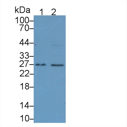 Polyclonal Antibody to Cluster Of Differentiation 40 Ligand (CD40L)