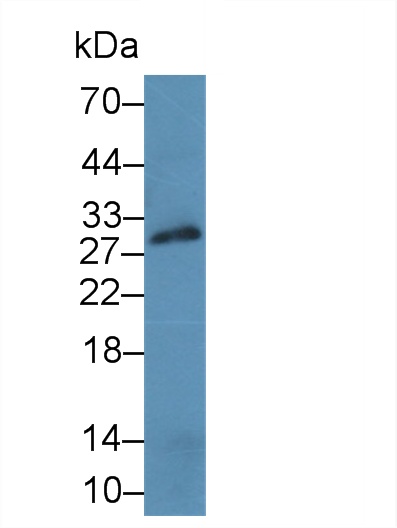 Polyclonal Antibody to Cluster Of Differentiation 40 Ligand (CD40L)