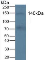 Polyclonal Antibody to Stem Cell Factor Receptor (SCFR)