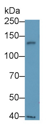 Polyclonal Antibody to Tyrosine Kinase With Immunoglobulin Like And EGF Like Domains Protein 1 (Tie1)