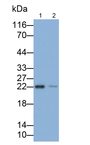 Polyclonal Antibody to Tumor Necrosis Factor Alpha (TNFa)