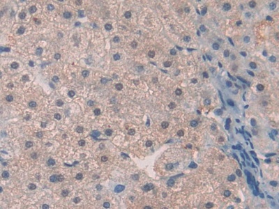 Polyclonal Antibody to Thrombopoietin (TPO)