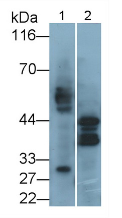 Polyclonal Antibody to Plasminogen Activator, Urokinase Receptor (uPAR)