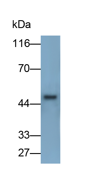 Polyclonal Antibody to Plasminogen Activator, Urokinase Receptor (uPAR)