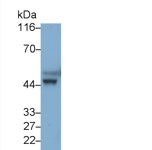 Polyclonal Antibody to Vascular Endothelial Growth Factor A (VEGFA)