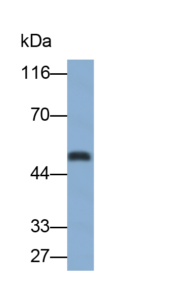 Polyclonal Antibody to Vascular Endothelial Growth Factor A (VEGFA)