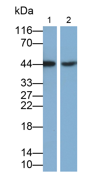 Polyclonal Antibody to Vascular Endothelial Growth Factor A (VEGFA)