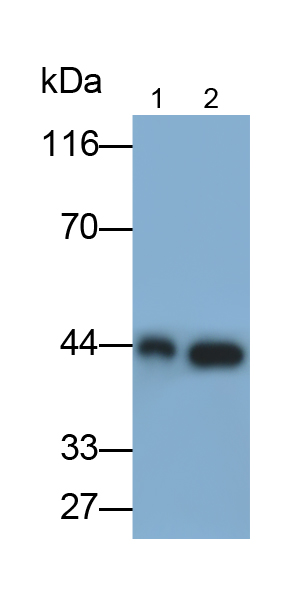 Polyclonal Antibody to Vascular Endothelial Growth Factor A (VEGFA)