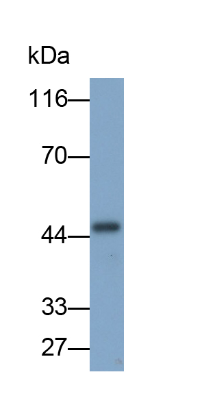 Polyclonal Antibody to Vascular Endothelial Growth Factor A (VEGFA)