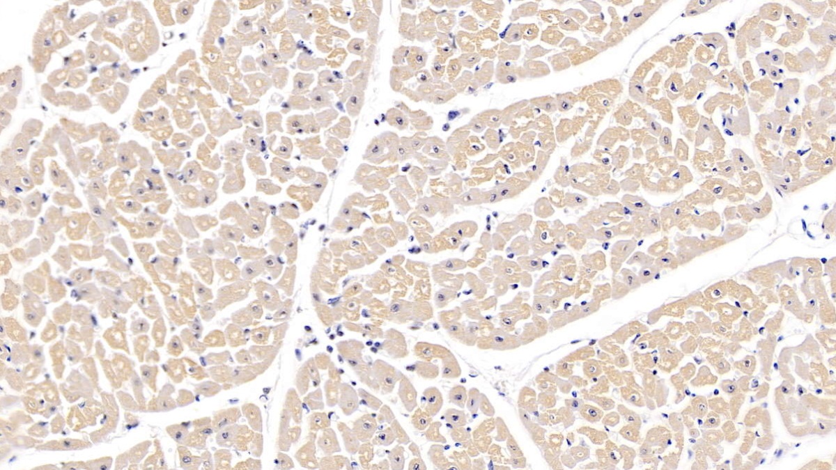 Polyclonal Antibody to Vascular Endothelial Growth Factor D (VEGFD)