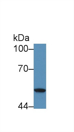 Polyclonal Antibody to Serpin Peptidase Inhibitor,Clade B,Member 4 (SERPINB4)