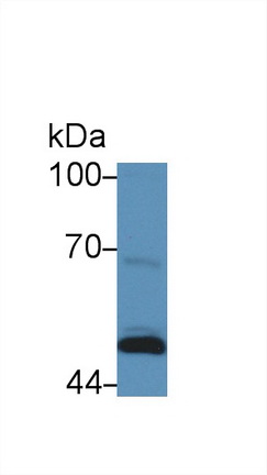 Polyclonal Antibody to Serpin Peptidase Inhibitor,Clade B,Member 4 (SERPINB4)