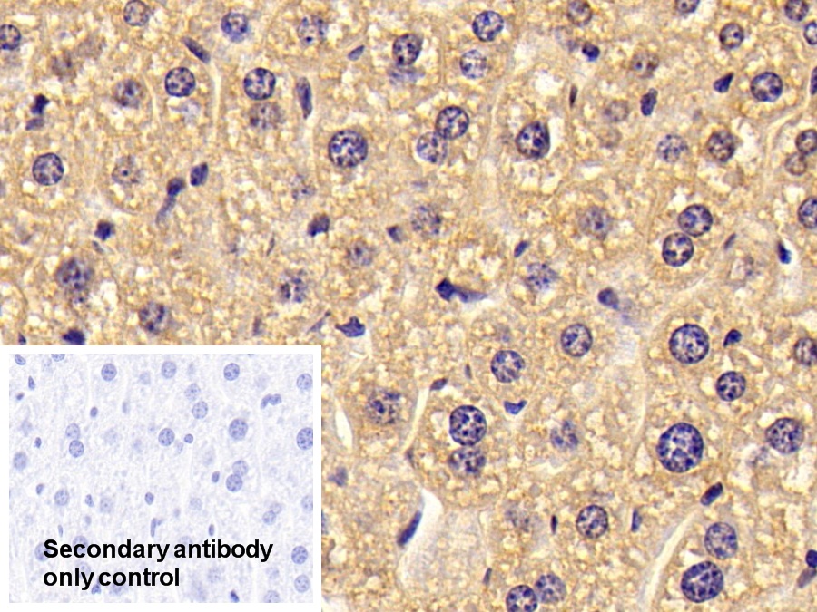 Polyclonal Antibody to Alpha 2-Antiplasmin (a2PI)