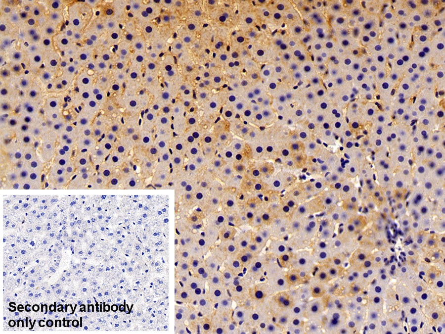 Polyclonal Antibody to Alpha 2-Antiplasmin (a2PI)