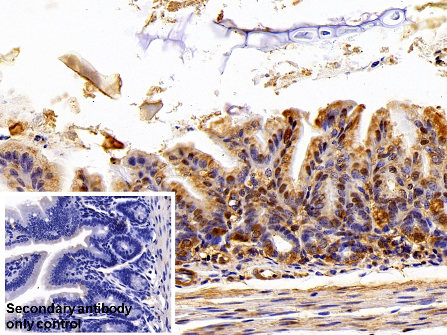 Polyclonal Antibody to Ubiquitin (Ub)