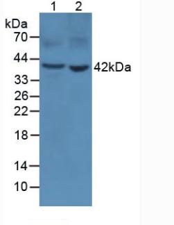 Polyclonal Antibody to Pepsinogen A (PGA)