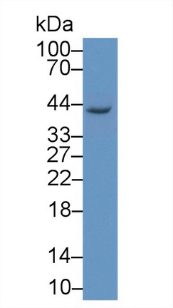 Polyclonal Antibody to Pepsinogen C (PGC)